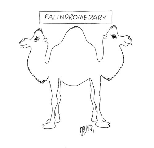 Palindromedary.