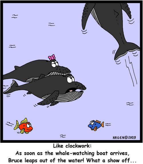 'Like clockwork: As soon as the whale-watching boat arrives, Bruce leaps out of the water! What a show off...'