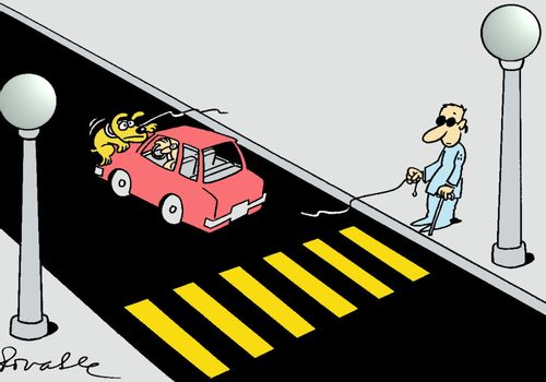 Guide dog is hit by a car.