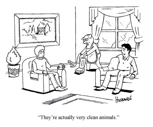 Cleaning Pig 'They're actually very clean animals.'