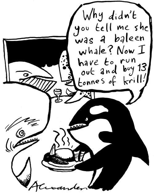 baleen whale
