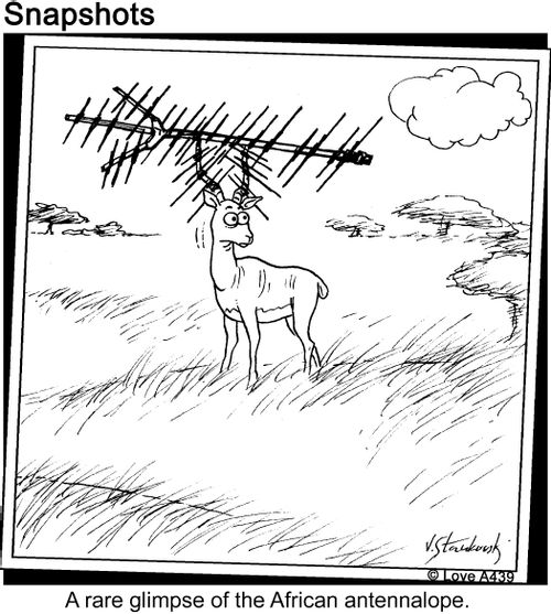 A rare glimpse of the African antennalope.