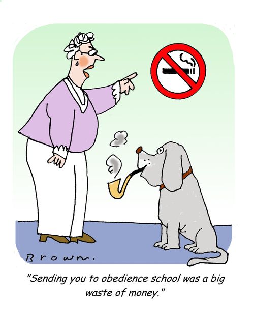 'Sending you to obedience school was a big waste of money.'