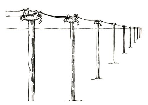 101 uses of a dead cat: power line support.