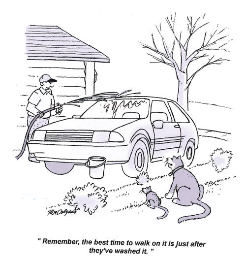'Remember, the best time to walk on it is just after they've washed it.'