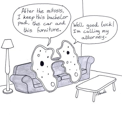 Amoeba mitosis Divorce