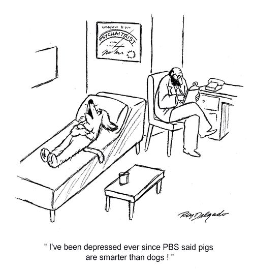 'I've been depressed ever since PBS said pigs are smarter than dogs!'