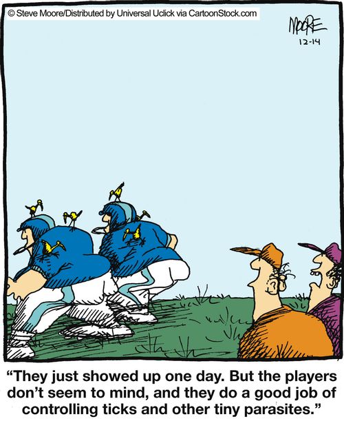 'They just showed up one day. But the players don't seem to mind...'