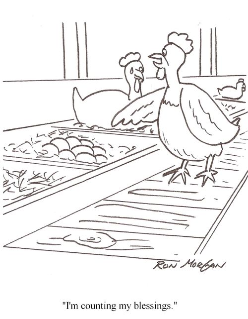 Hen counts her blessings.