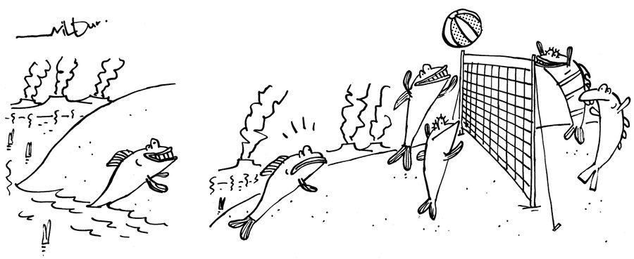 Fish Volleyball.