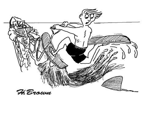 A water skier is pursued by a shark.