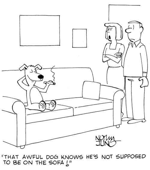 'that awful dog knows he's not supposed to be on the sofa!'