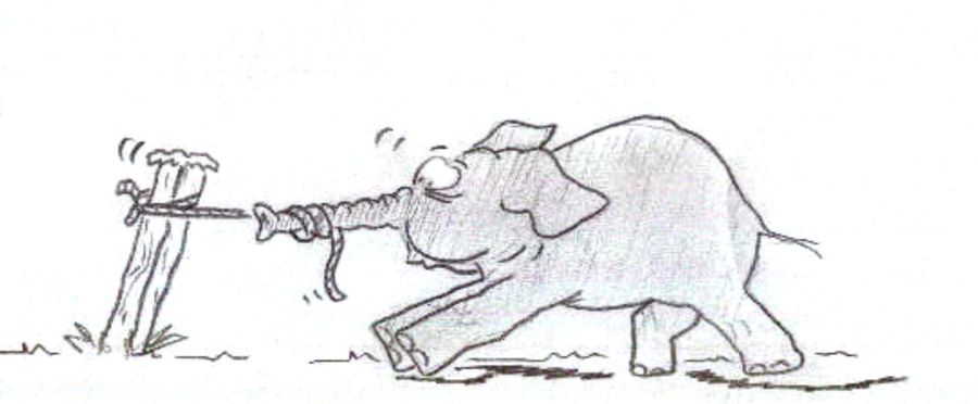 Baby elephant tug of war.