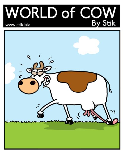 Cow accidently treading on her own udder.