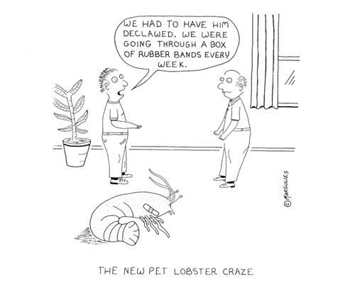 The new pet lobster craze