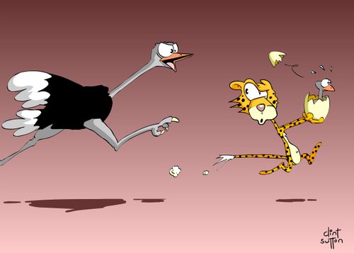 Marmalade the Cheetah steeling baby Ostrich.