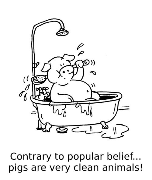 Contrary to popular belief... pigs are very clean animals!