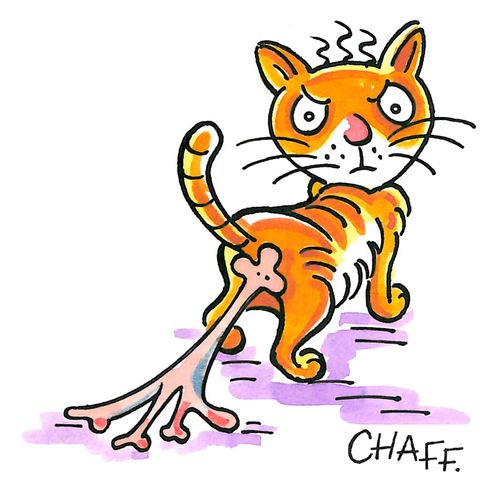 An angry cat with bubble gum stuck to his butt.
