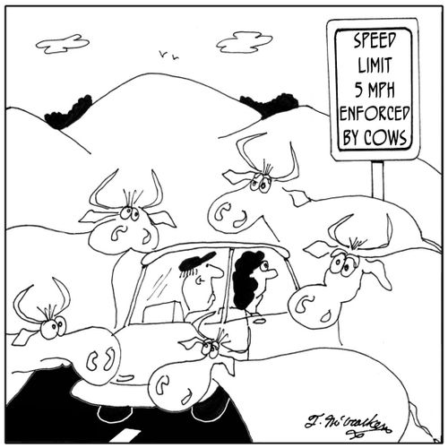 Speed Limit 5 MPH. Enforced by Cows.