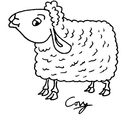 sheep