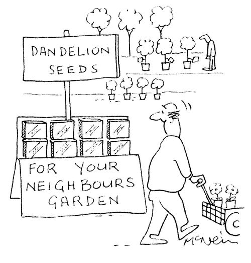 Dandelion seeds - For your neighbours garden.