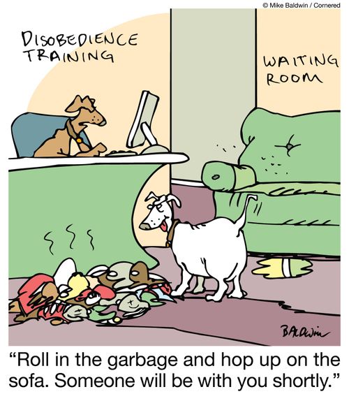 "Roll in the garbage and hop up on the sofa. Someone will be with you shortly."