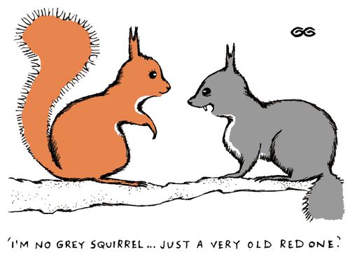 'I'm no grey squirrel...just a very old red one.'