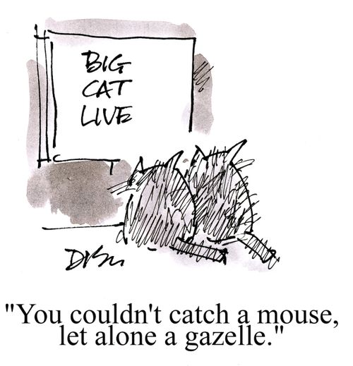 'You couldn't catch a mouse, let alone a gazelle.'