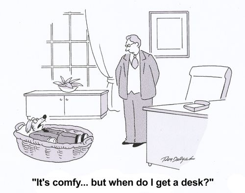 'It's comfy...but when do I get a desk?'