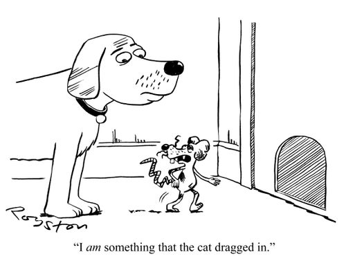 Bedraggled mouse tells dog: 'I AM something that the cat dragged in.'