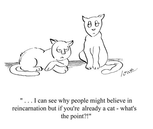 '. . . I can see why people might believe in reincarnation but if you're already a cat - what's the point?!'
