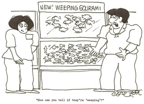 New!  Weeping gourami:  'How can you tell if they're 'weeping'?'