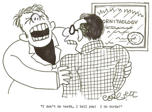 Ornithologist: 'I don't do teeth, I tell you!  I do birds!'