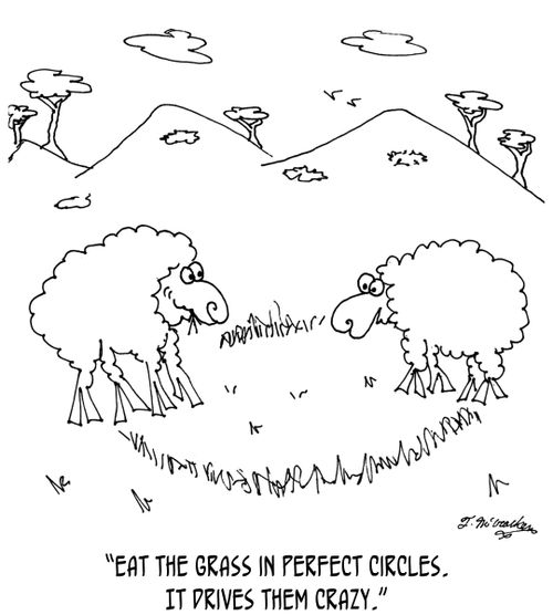 'Eat the grass in perfect circles, It drives them crazy,'