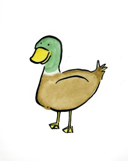 Duck