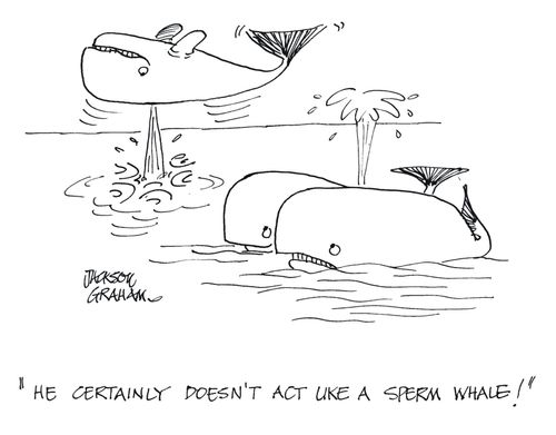 'He certainly doesn't act like a Sperm Whale!'