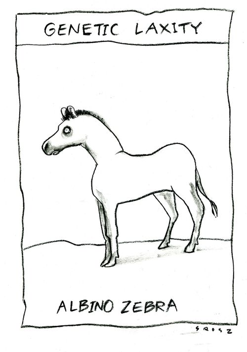 Genetic Laxity - Albino Zebra.