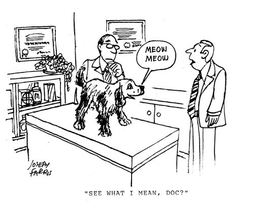 Dog meowing: 'See what I mean, doc?'