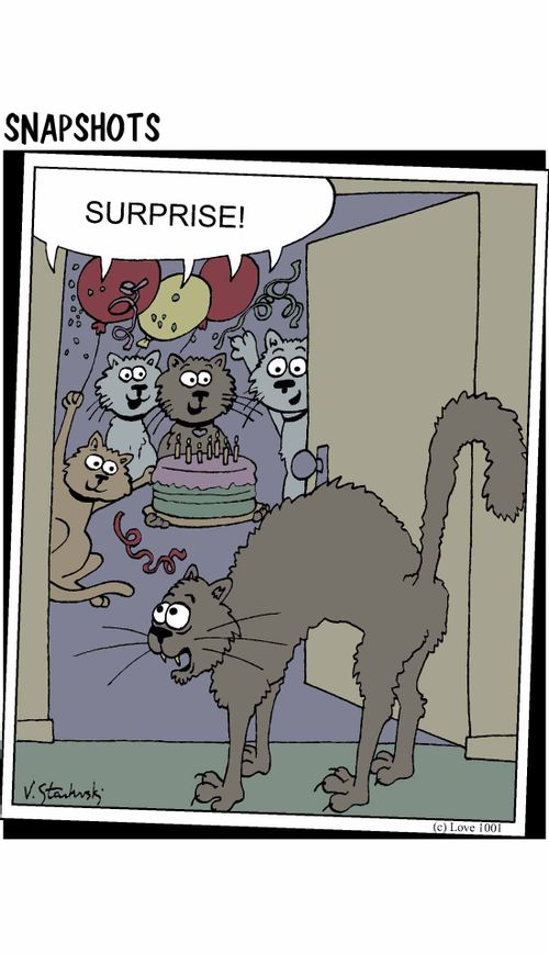 Cat at Surprise Party.