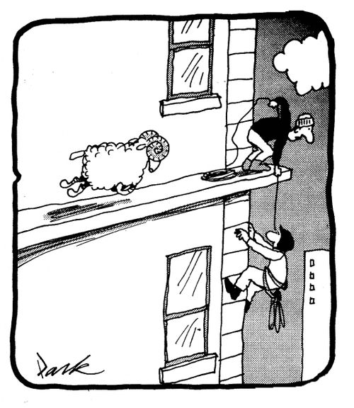 Mountain Sheep Attacking Men Climbing Buildings.