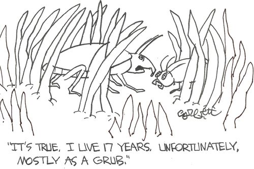 'It's true, I live 17 years, unfortunately, mostly as  a grub.'