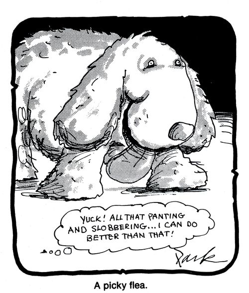 'A picky flea.'