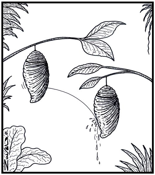 A Cocoon peeing on another cocoon.