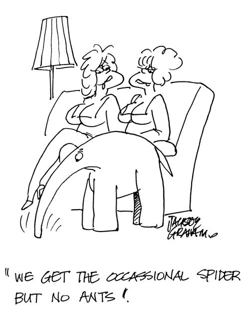 'We get the occasional spider but no ants'.