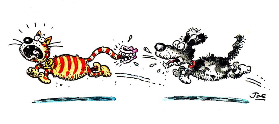 Dog chasing after cat - false teeth are stuck on its tail.  