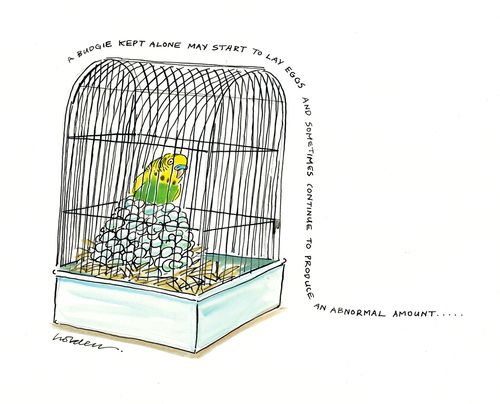 A budgie kept alone may start to lay eggs and sometimes continue to produce an abnormal amount...