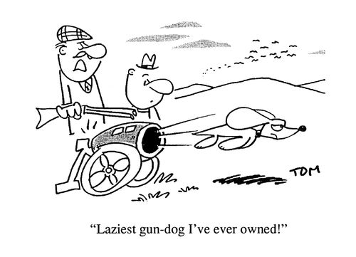 'Laziest gun-dog I've ever owned.'