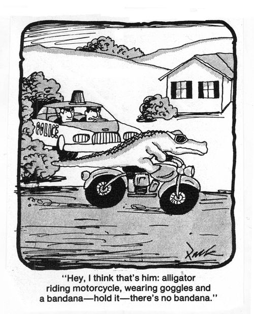 'Hey, I think that's him: alligator riding motorcycle, wearing goggles and a bandana - hold it- there's no bandana.'