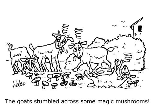 The goats stumbled across some magic mushrooms!