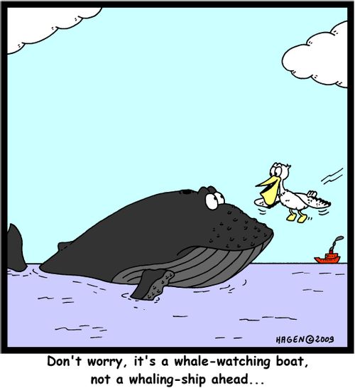 'Don't worry, it's a whale-watching boat, not a whaling-ship ahead...'